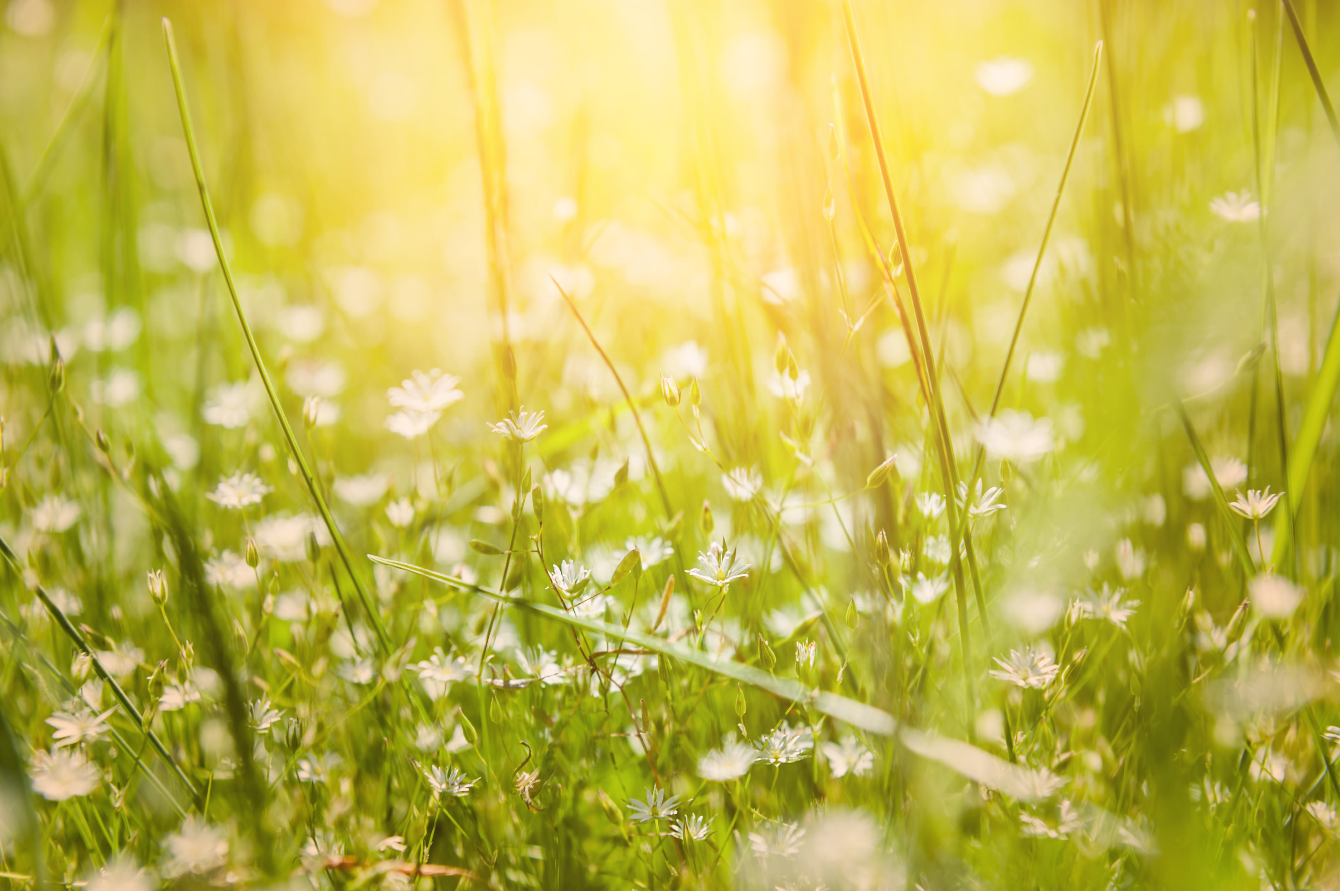 grass in warm sunlight